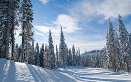 Whistler  dil okullarını görüntülemek için tıklayın.